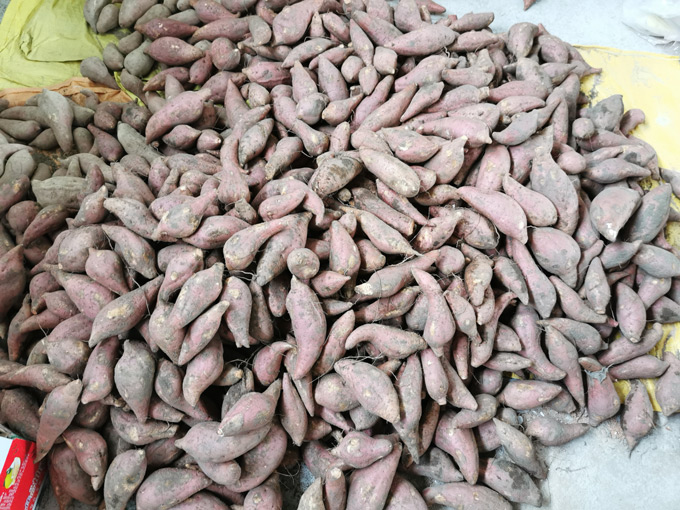 大陂湖红薯