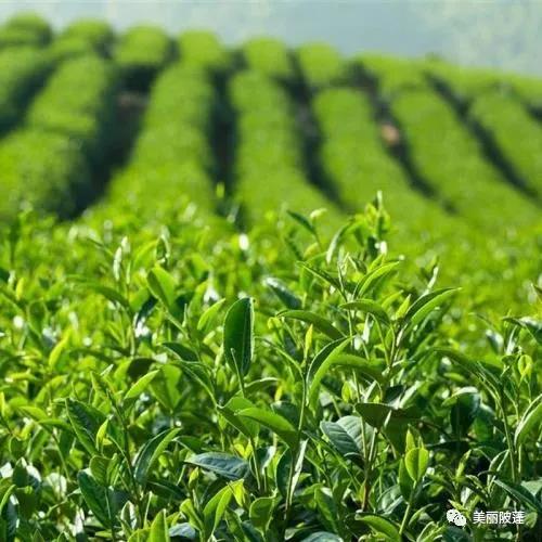 茶叶种植基地