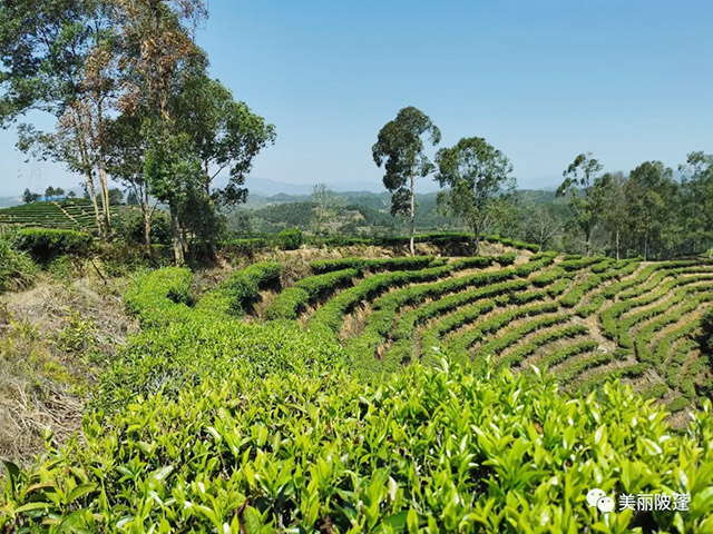 茶叶种植基地